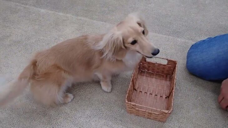 犬の幼稚園 凜ちゃんとトレーニング