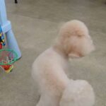 犬の幼稚園 レオくんとトレーニング