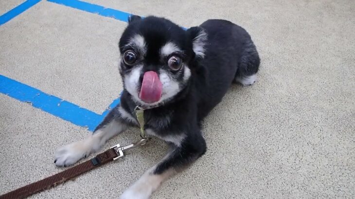 犬の幼稚園 ノアくんとトレーニング