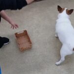 犬の幼稚園 ジャックくんとトレーニング