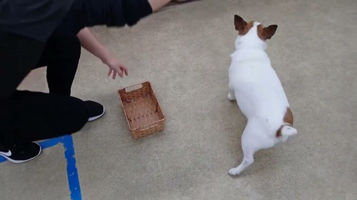 犬の幼稚園 ジャックくんとトレーニング