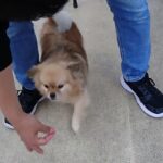 犬の幼稚園 くるみちゃんとトレーニング