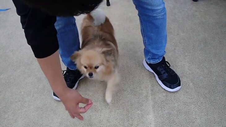 犬の幼稚園 くるみちゃんとトレーニング