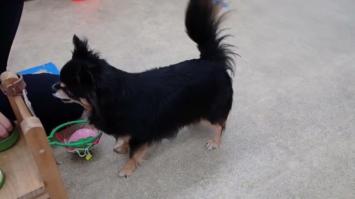 犬の幼稚園 ショコラくんとトレーニング