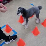 犬の幼稚園 アオくんとトレーニング