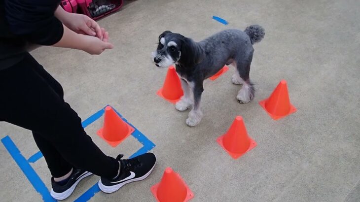 犬の幼稚園 アオくんとトレーニング