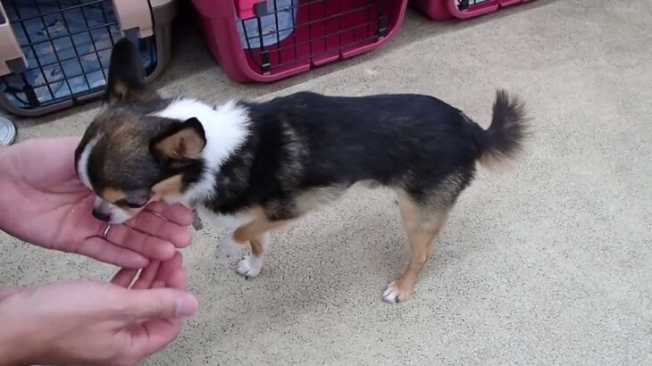 犬の幼稚園 のあくんとトレーニング