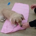 犬の幼稚園 にこまるくんとトレーニング