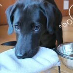 水を飲んだあと口を拭く犬のトレーニング方法。