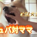 【秋田犬　しつけ】ガウガウ対策（シュバ家の場合）遊びながらストップ！