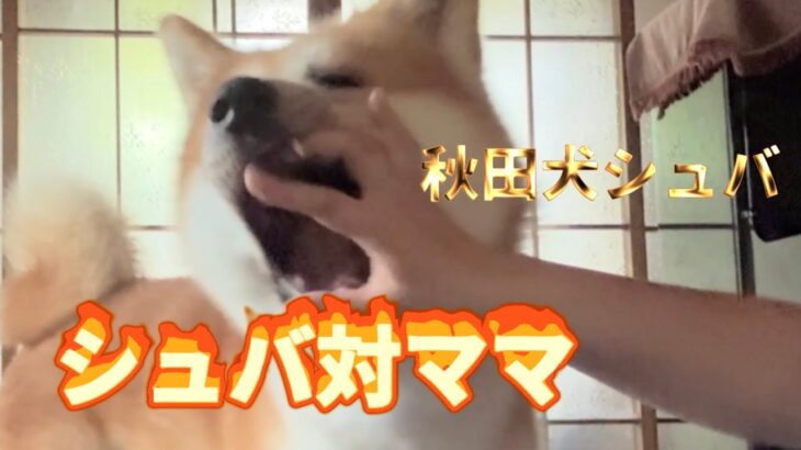 【秋田犬　しつけ】ガウガウ対策（シュバ家の場合）遊びながらストップ！