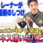 プロのトレーナーが凄すぎた！【そのしつけ間違ってます】ハーネスが嫌いなパピヨン/シエルが豹変/おうちのワンコと間違った接し方してませんか？