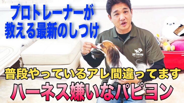 プロのトレーナーが凄すぎた！【そのしつけ間違ってます】ハーネスが嫌いなパピヨン/シエルが豹変/おうちのワンコと間違った接し方してませんか？