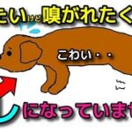 【犬 怖い あいさつ】嗅ぎたいけど怖いタイプはここに注意！犬同士近づける時のテクニック！犬のしつけエマチャンネル【犬のしつけ＠横浜】