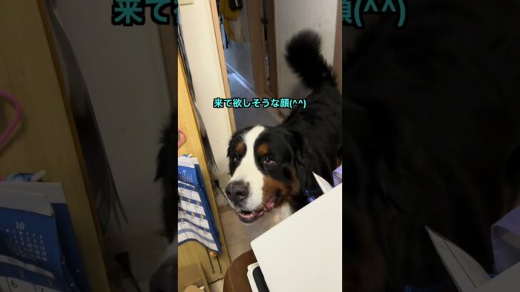 【おしっこの報告をするバーニーズ】#犬 #ペット #しつけ  #バーニーズマウンテンドッグ #バーニーズ