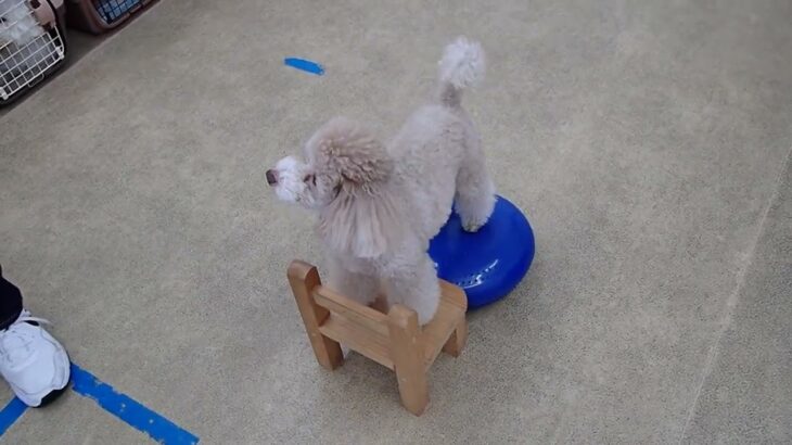 犬の幼稚園 ハニちゃんとトレーニング