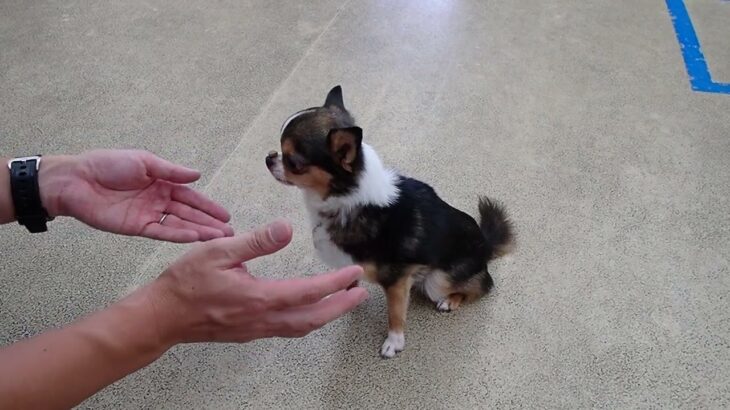 犬の幼稚園 のあくんとトレーニング