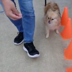 犬の幼稚園 くるみちゃんとトレーニング