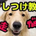 【しつけ教室】　子犬の頃から訓練をはじめた理由【大型犬トレーニング】