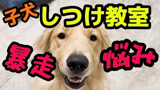 【しつけ教室】　子犬の頃から訓練をはじめた理由【大型犬トレーニング】