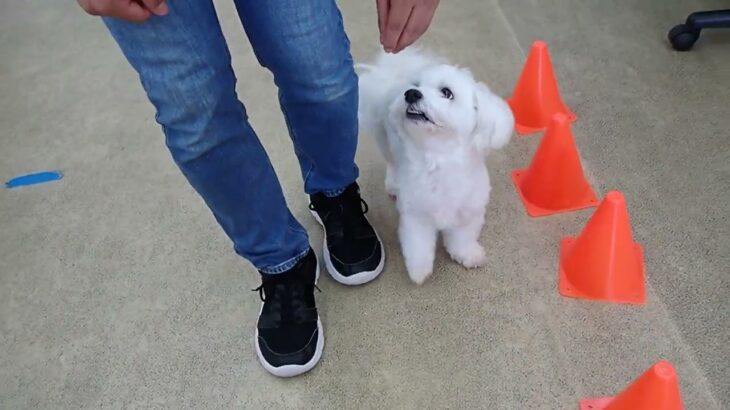 犬の幼稚園 華ちゃんとトレーニング