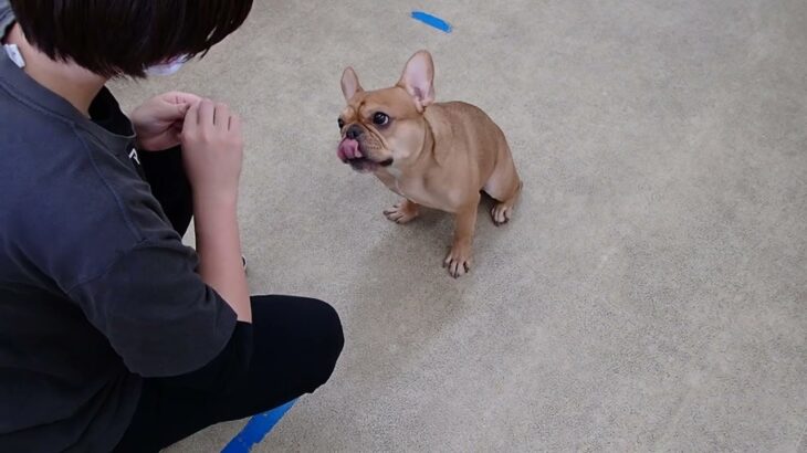 犬の幼稚園 レオくんとトレーニング