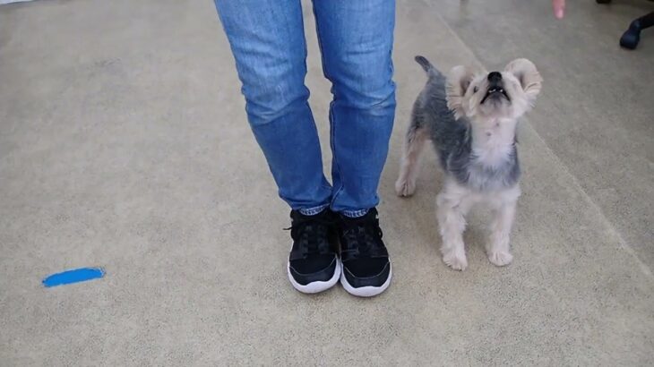 犬の幼稚園 シナモンくんとトレーニング