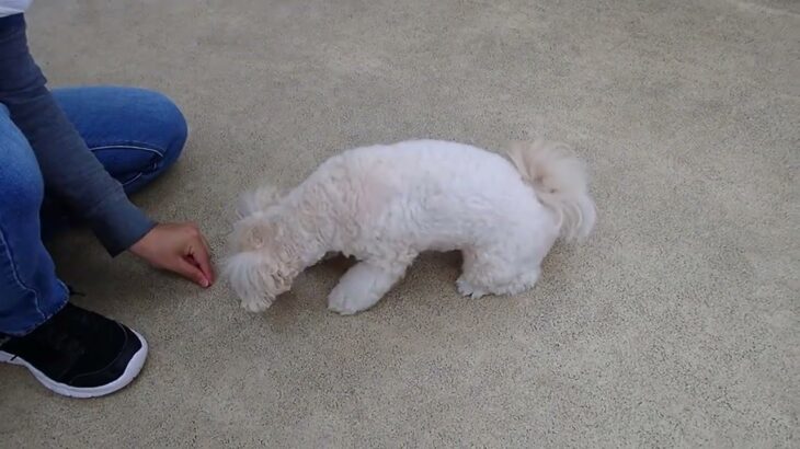 犬の幼稚園 空ちゃんとトレーニング