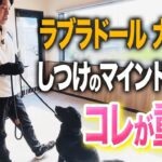 【しつけ】ラブラドールレトリバーなど大型犬を飼うときのマインドセットはコレ！【プロドッグトレーナー】