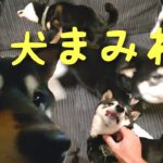 【しつけ失敗犬】豆柴を海に放り込んでみた