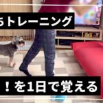 【犬のしつけ】苦手な待てを克服