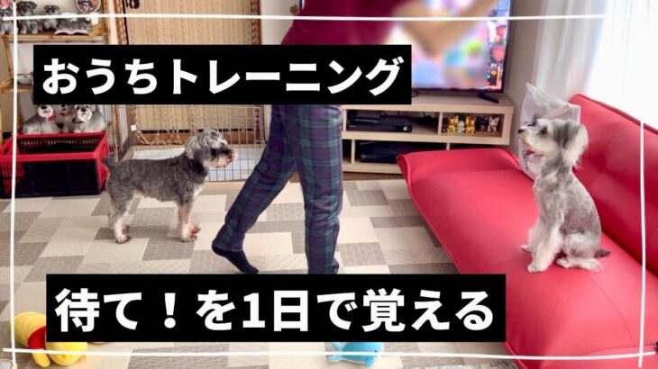 【犬のしつけ】苦手な待てを克服