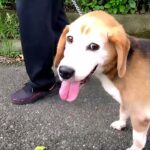 家庭犬マナー教室訓練しつけビーグル犬