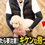 【犬の正しい抱っこのやり方】プロドッグトレーナーが解説します！【犬しつけ】