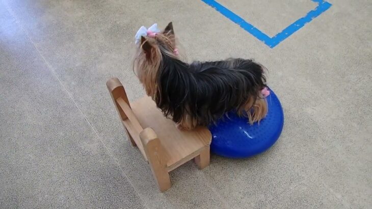 犬の幼稚園 花ちゃんとトレーニング