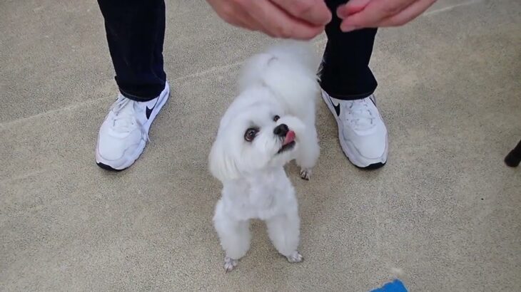 犬の幼稚園 源くんとトレーニング