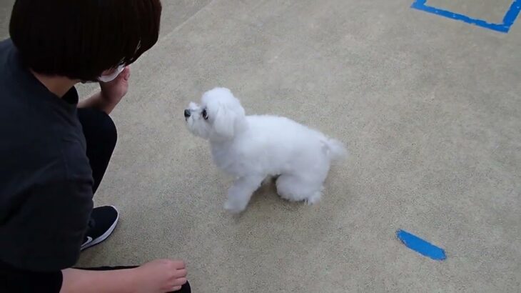 犬の幼稚園 ぷりんちゃんとトレーニング