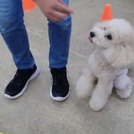 犬の幼稚園 レオくんとトレーニング