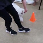 犬の幼稚園 ロージーちゃんとトレーニング