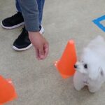 犬の幼稚園 バニラちゃんとトレーニング