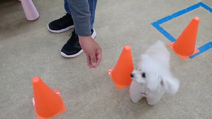 犬の幼稚園 バニラちゃんとトレーニング