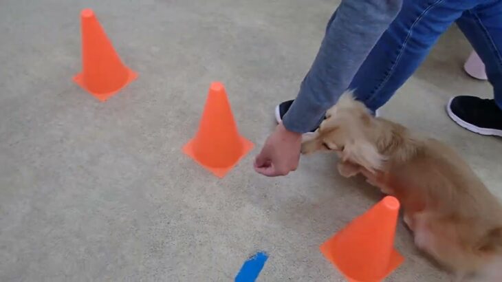 犬の幼稚園 凜ちゃんとトレーニング