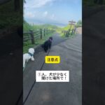 穏やかな散歩を目指して🚶‍♀️#犬のしつけ