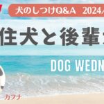 愛犬のお悩み無料相談　犬のしつけ　中西典子