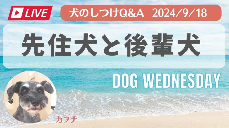 愛犬のお悩み無料相談　犬のしつけ　中西典子