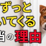 【放っておくと危険！】犬が家の中で飼い主の後をずっとついてくる８つの理由