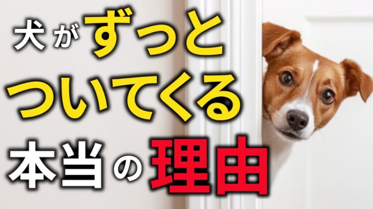 【放っておくと危険！】犬が家の中で飼い主の後をずっとついてくる８つの理由