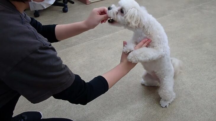 犬の幼稚園 空ちゃんとトレーニング