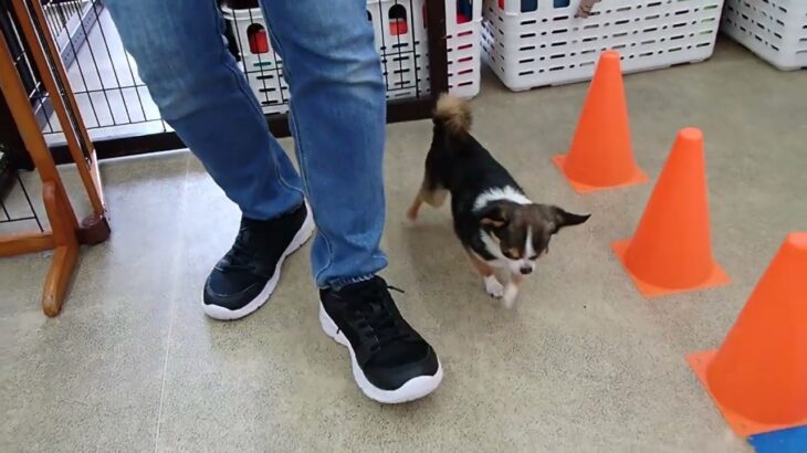 犬の幼稚園 のあくんとトレーニング