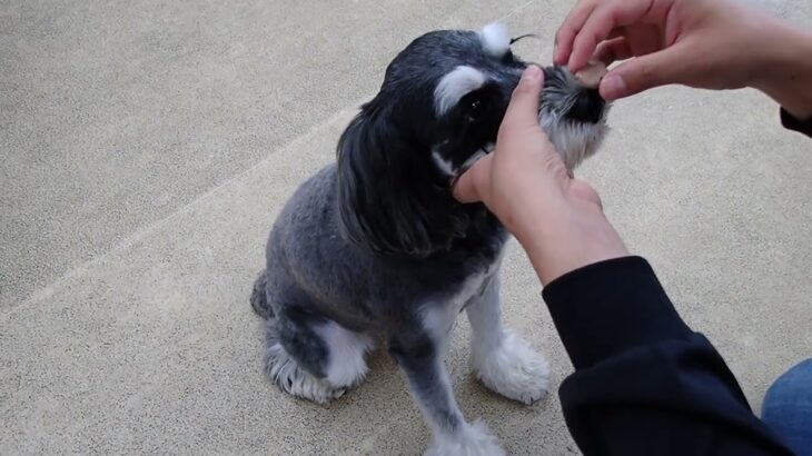 犬の幼稚園 アオくんとトレーニング